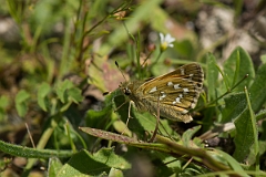 David Plant Photography - Wildlife Photography - Silver spotted skipper - C